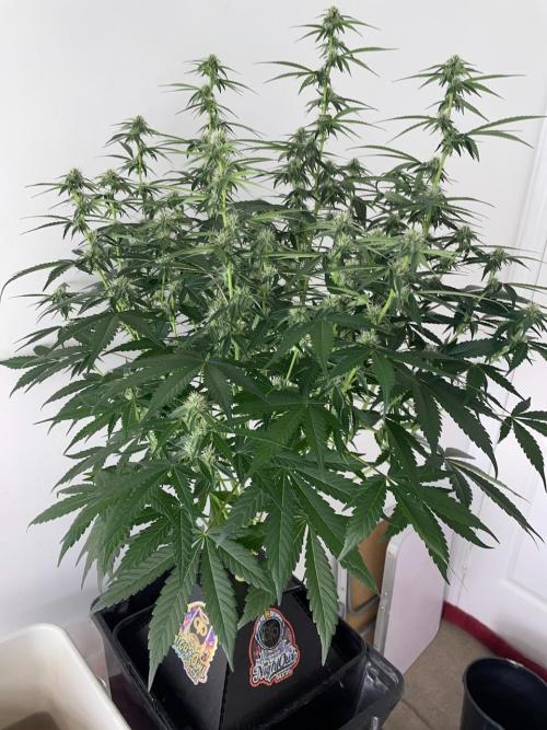 3 Night Owls. Week 6