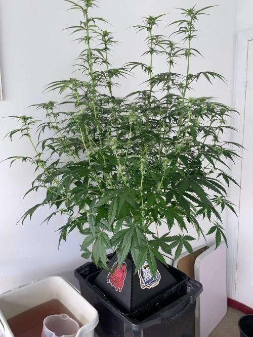 3 Night Owls. Week 6