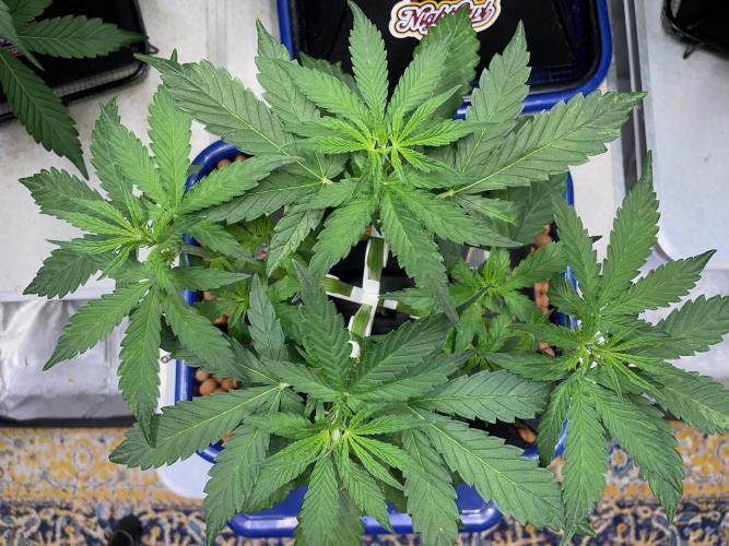 Eazyplug re-use test.. Week 4