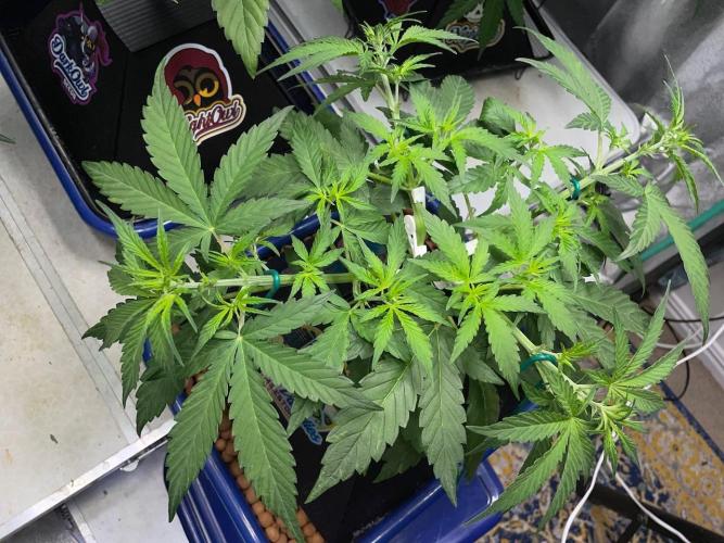 Eazyplug re-use test.. Week 4