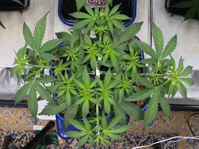 Eazyplug re-use test.. Week 4