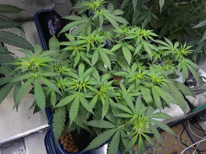 Eazyplug re-use test.. Week 4