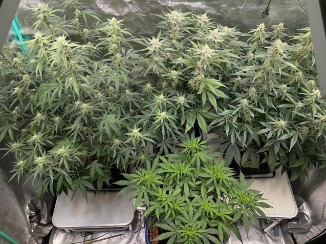 3 Night Owls. Week 7