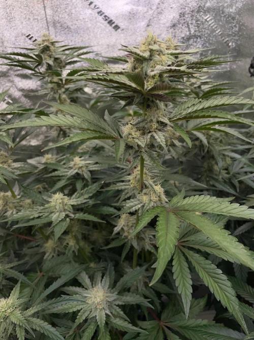 3 Night Owls. Week 7