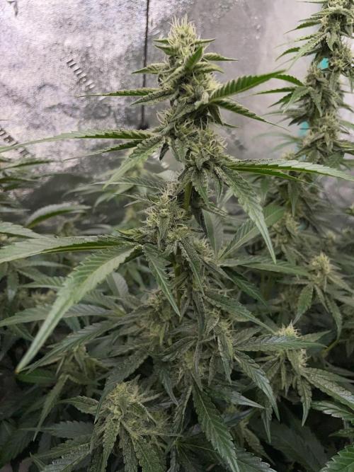 3 Night Owls. Week 7