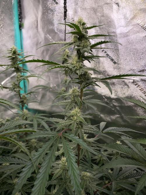 3 Night Owls. Week 7