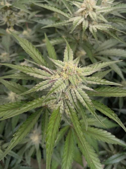 3 Night Owls. Week 7