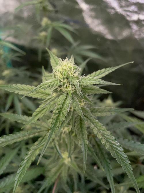 3 Night Owls. Week 7