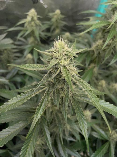 3 Night Owls. Week 7