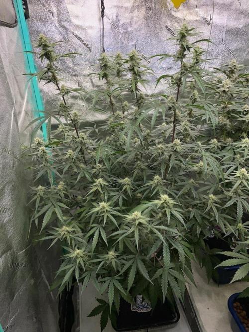 3 Night Owls. Week 7