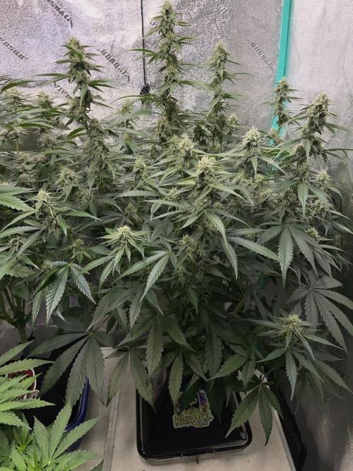 3 Night Owls. Week 7