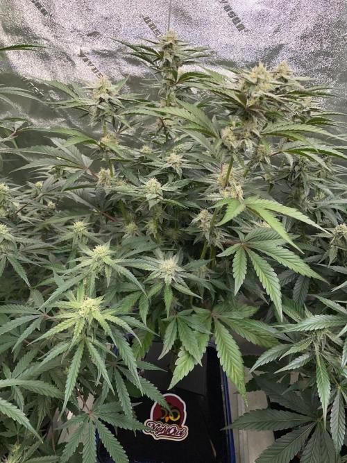 3 Night Owls. Week 7