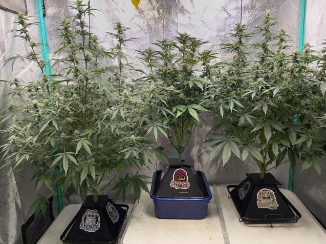 3 Night Owls. Week 7