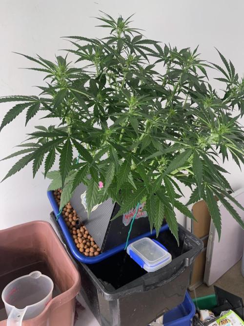 Eazyplug re-use test.. Week 5