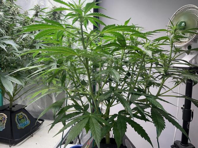 Eazyplug re-use test.. Week 5