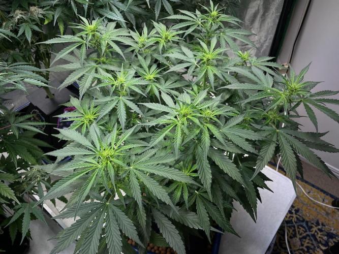 Eazyplug re-use test.. Week 5