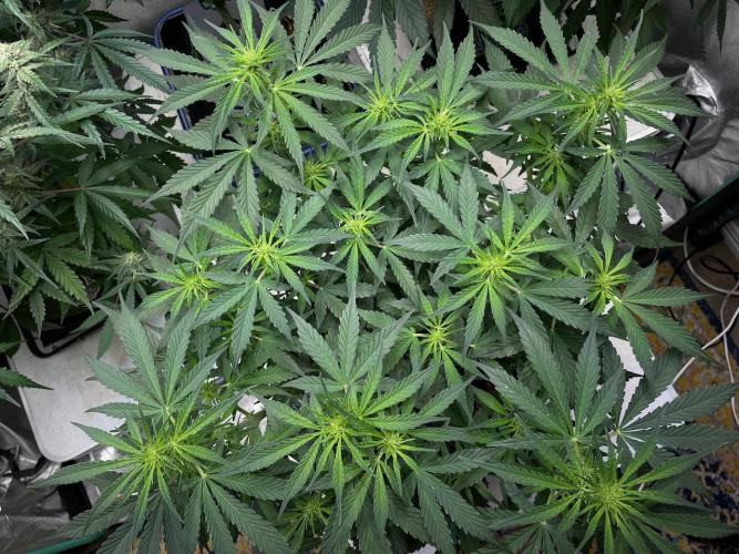 Eazyplug re-use test.. Week 5