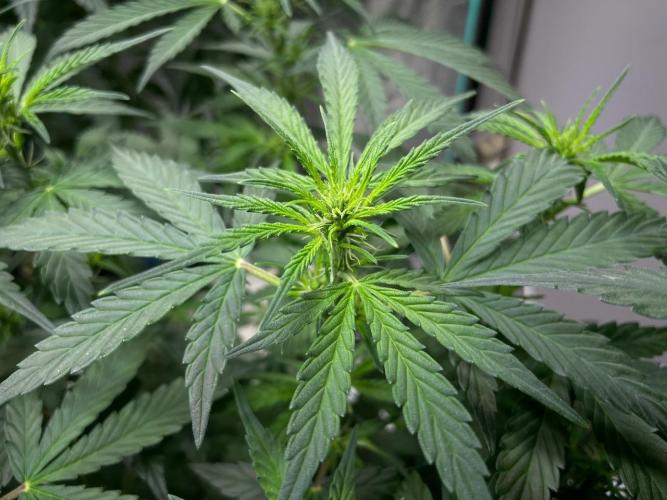 Eazyplug re-use test.. Week 5