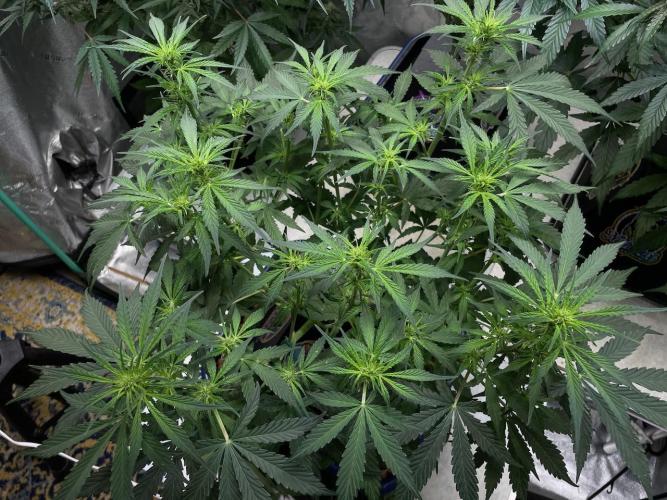 Eazyplug re-use test.. Week 5 - Defoliation