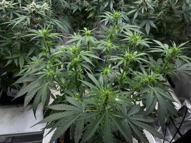 Eazyplug re-use test.. Week 5 - defoliation.