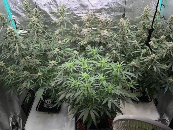 3 Night Owls. Week 8