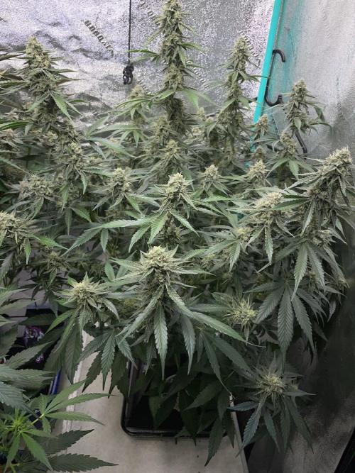 3 Night Owls. Week 8