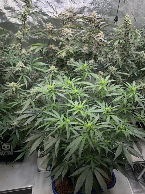 3 Night Owls. Week 8