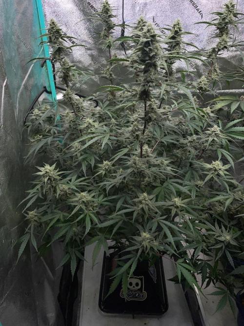 3 Night Owls. Week 8