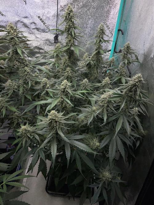 3 Night Owls. Week 8