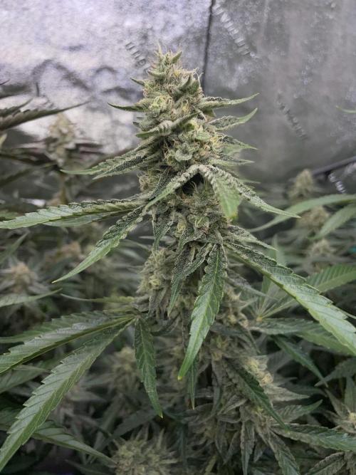 3 Night Owls. Week 8