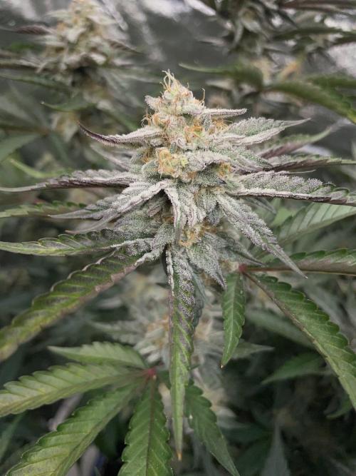 3 Night Owls. Week 8