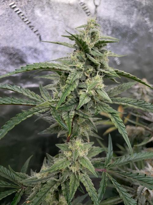 3 Night Owls. Week 8