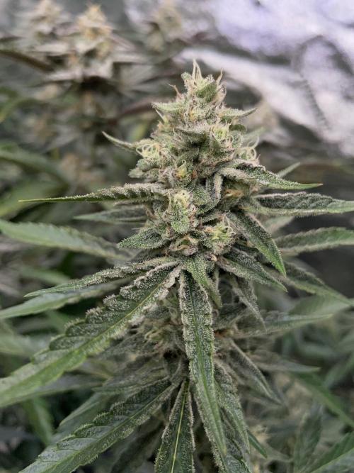 3 Night Owls. Week 8 - Creamix