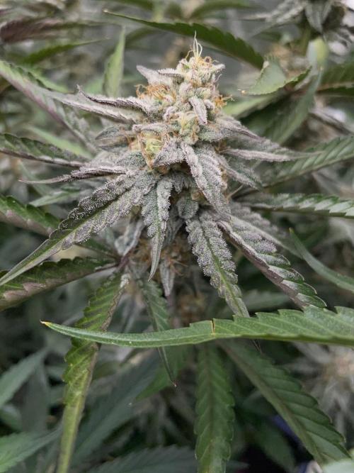 3 Night Owls. Week 8 - Bruce