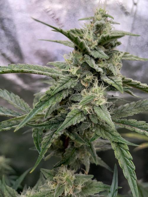 3 Night Owls. Week 8 - Mondo