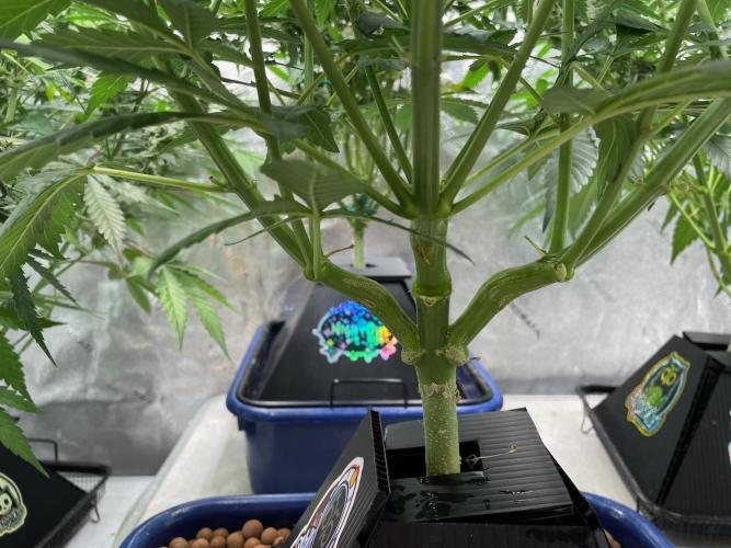 Eazyplug re-use test.. Week 6