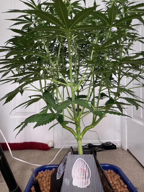 Eazyplug re-use test.. Week 6