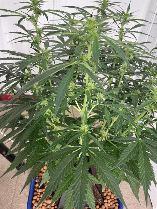 Eazyplug re-use test.. Week 6