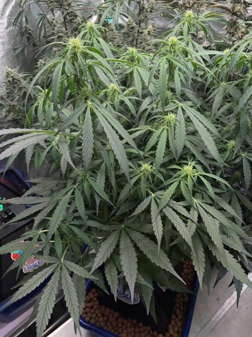 Eazyplug re-use test.. Week 6