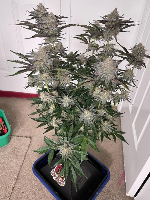 3 Night Owls. Week 9