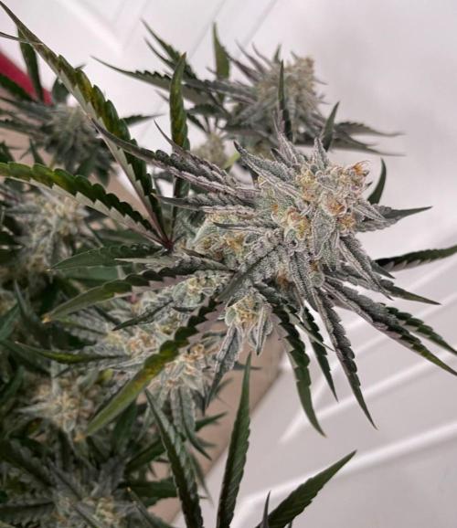 3 Night Owls. Week 9