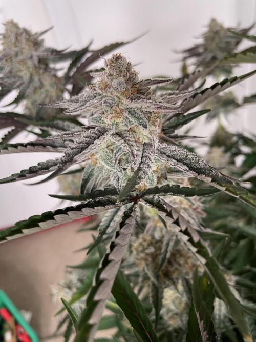 3 Night Owls. Week 9