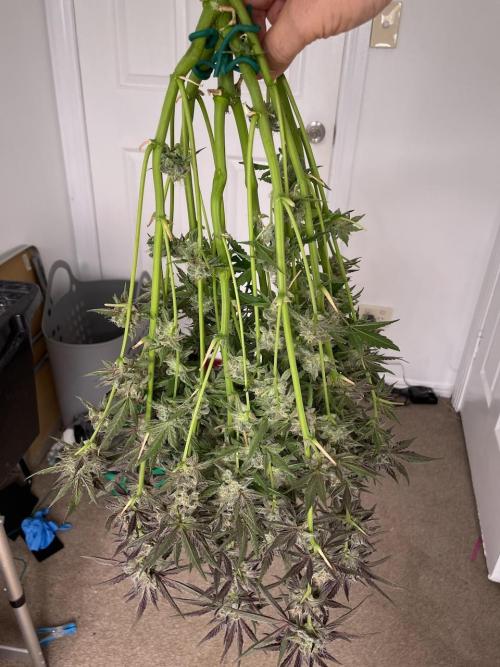 3 Night Owls. Week 9