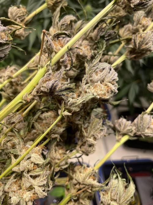 3 Night Owls. Week 9