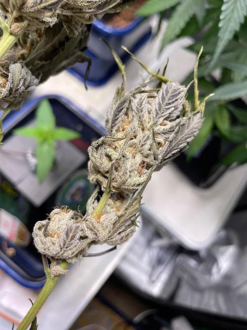 3 Night Owls. Week 9