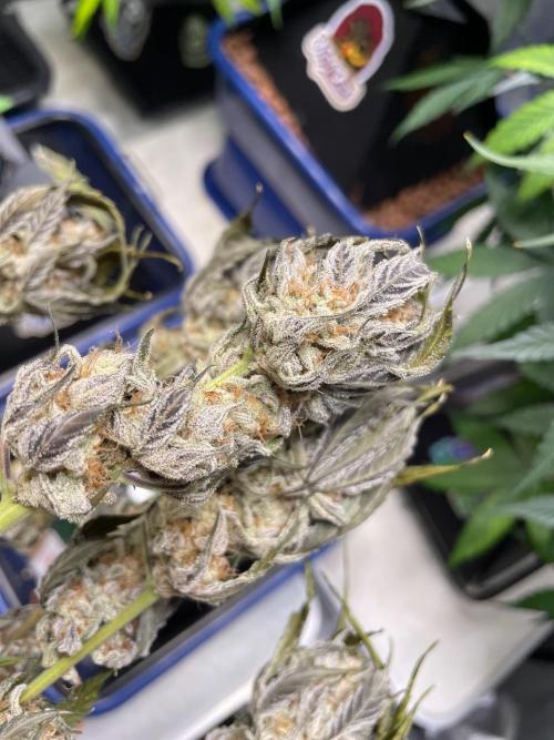 3 Night Owls. Week 9