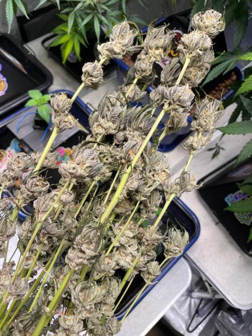 3 Night Owls. Week 9