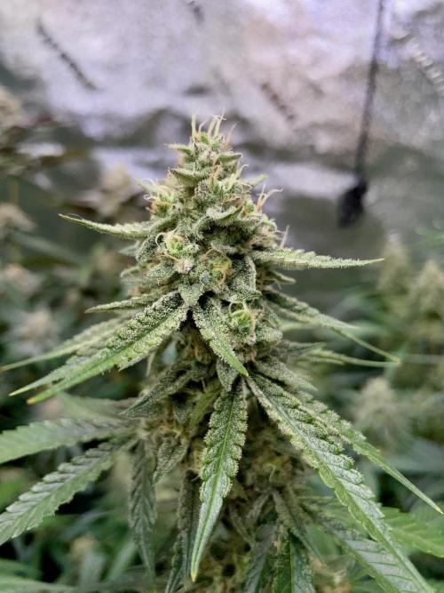 3 Night Owls. Week 9