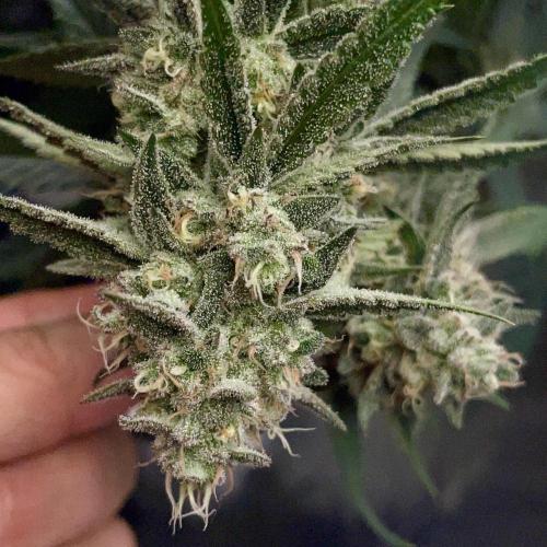 3 Night Owls. Week 9