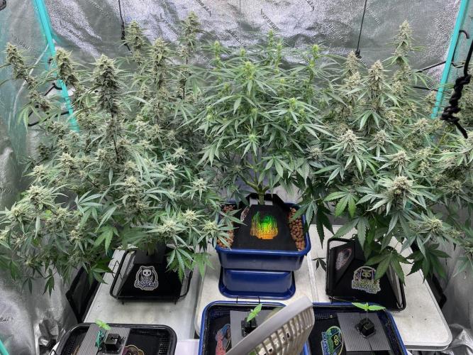 3 Night Owls. Week 9